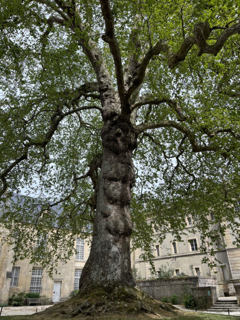 arbre geant évocant toutes les possibilités pour savoir comment se reorienter